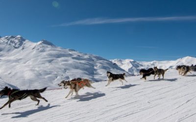 CHIENS DE TRAINEAUX